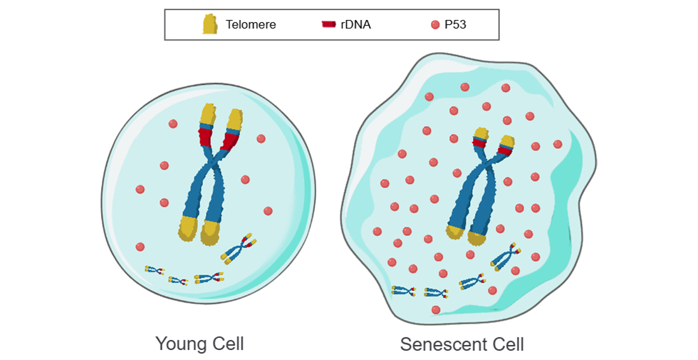 TRCS Overall Framework